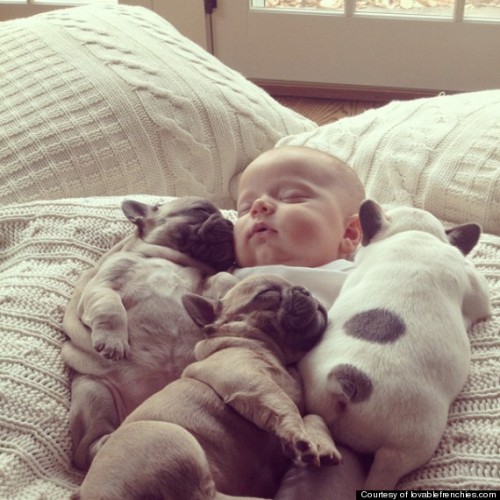 baby and bulldog puppies